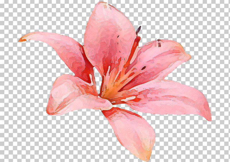 Lily Flower PNG, Clipart, Amaryllis, Cartoon, Computer, Computer Art, Cut Flowers Free PNG Download