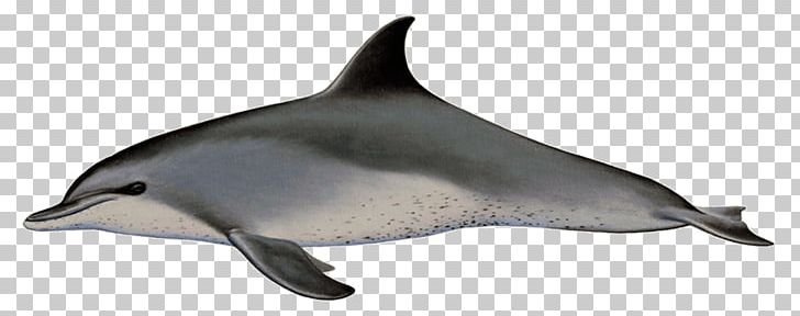 Common Bottlenose Dolphin Short-beaked Common Dolphin Spotted Dolphins Rough-toothed Dolphin Tucuxi PNG, Clipart, Animals, Beak, Bottlenose Dolphin, Cetacea, Dolphin Free PNG Download