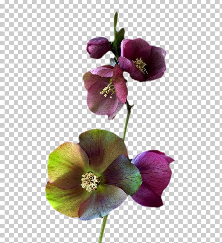 Common Hibiscus Cut Flowers Rose Hollyhocks PNG, Clipart, Common Hibiscus, Desktop Wallpaper, Flower, Flowering Plant, Garden Roses Free PNG Download