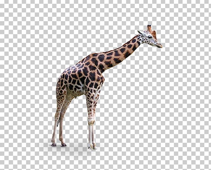 Giraffe Lion PNG, Clipart, Animal, Cartoon Giraffe, Cute Giraffe, Fauna, Giraffe Free PNG Download