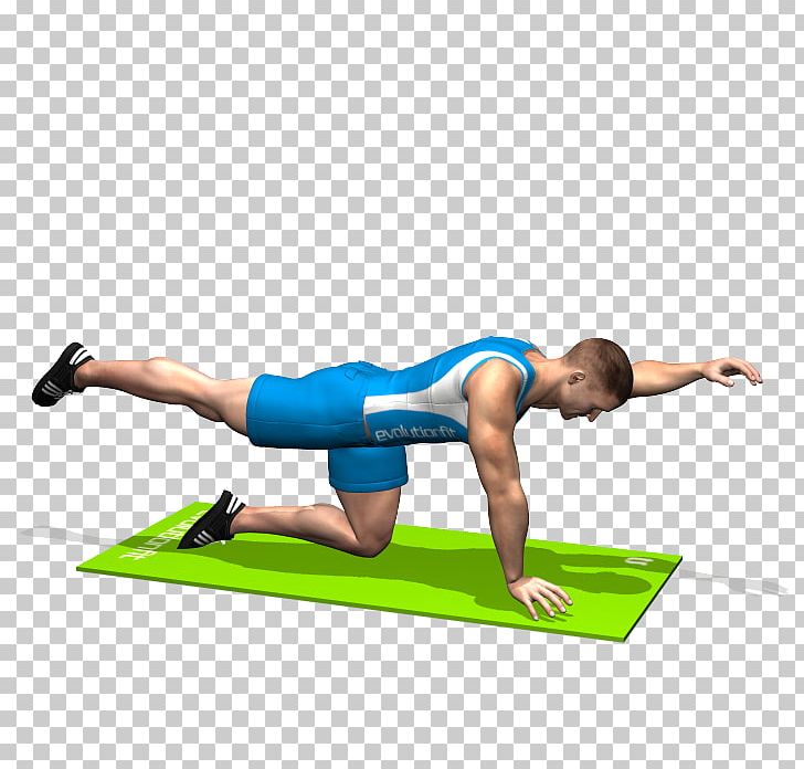 Gluteal Muscles Gluteus Maximus Muscle Exercise Bent-over Row PNG, Clipart, Abdomen, Arm, Balance, Bentover Row, Buttocks Free PNG Download