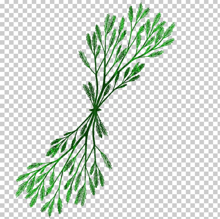 Seaweed Drawing PNG, Clipart, Algae, Art, Branch, Clip, Desktop Wallpaper Free PNG Download