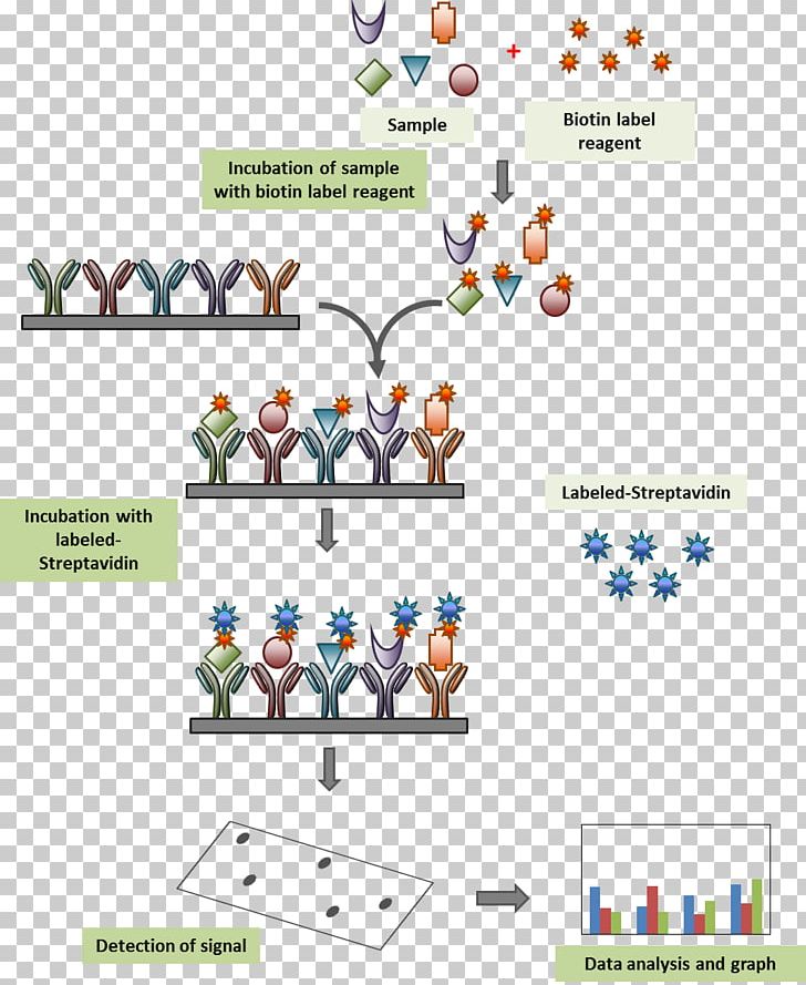 Streptavidin Biotinylation Antibody Microarray PNG, Clipart, Angle, Antibody, Area, Assay, Biotin Free PNG Download