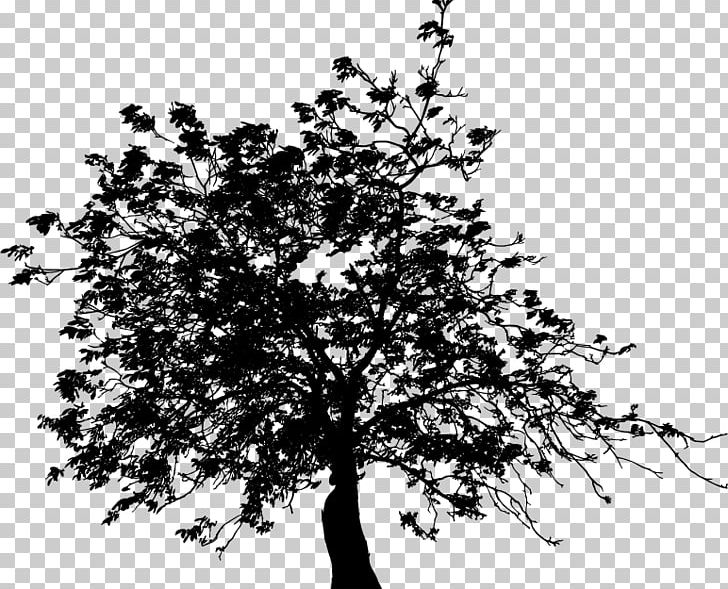 Twig Black And White PNG, Clipart, Black And White, Branch, Cdr, Drawing, Ecological Tree Free PNG Download