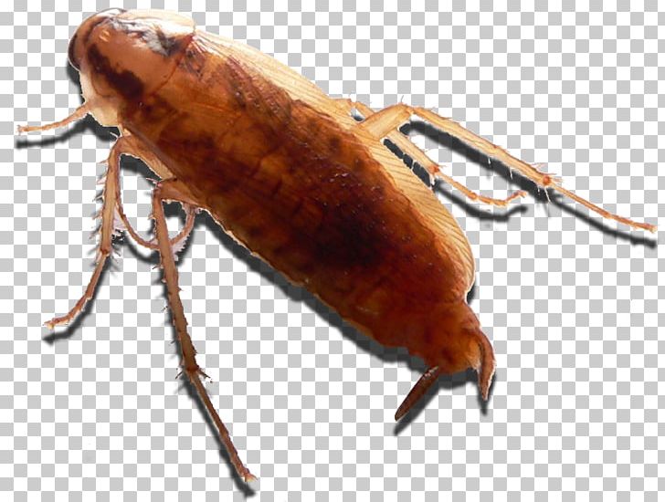 Cockroach Insect Dubia Roach Mealworm Weevil PNG, Clipart, Animals, Arthropod, Beetle, Blog, Cockroach Free PNG Download