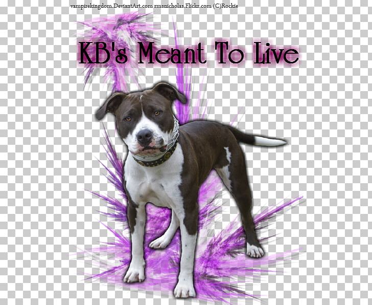 Dog Breed American Pit Bull Terrier American Staffordshire Terrier PNG, Clipart, American Pit Bull Terrier, American Staffordshire Terrier, Breed, Bull, Bull Terrier Free PNG Download