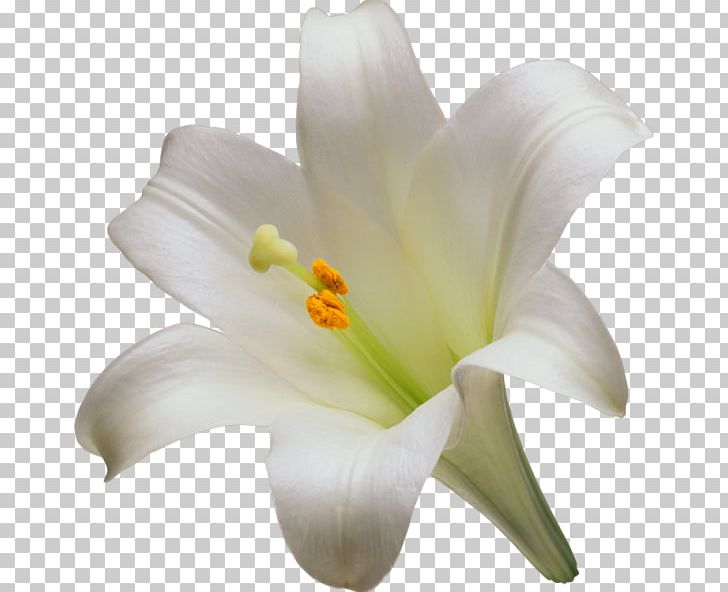 Easter Lily Lilium Candidum Tiger Lily Flower Liliaceae PNG, Clipart, Amaryllis, Artificial Flower, Bulb, Calla Lily, Color Free PNG Download