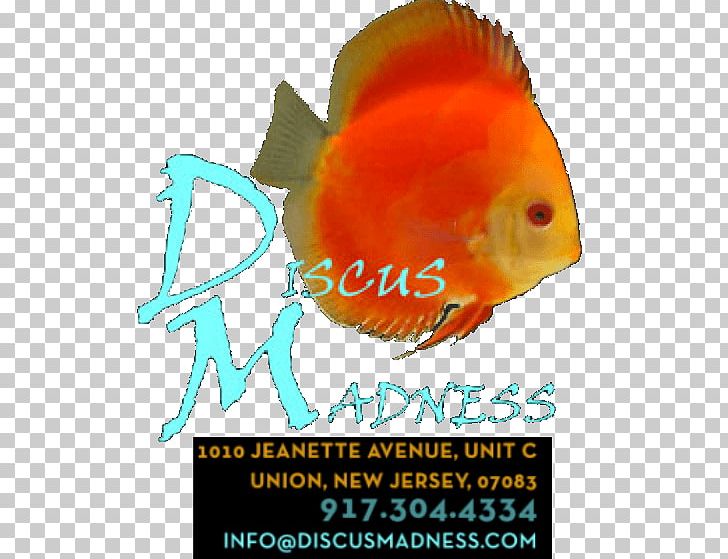 Fish Discus Madness Logo Whatcha See Is Whatcha Get PNG, Clipart, Aquarium, Aquarium Fish Feed, Biology, Discus, Export Free PNG Download
