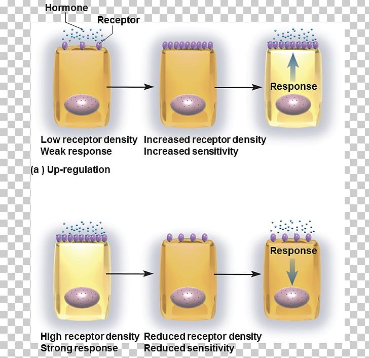 Target Cell Receptor Downregulation And Upregulation Hormone PNG, Clipart, Cell, Cell Surface Receptor, Downregulation And Upregulation, Endocrine Gland, Endocrine System Free PNG Download