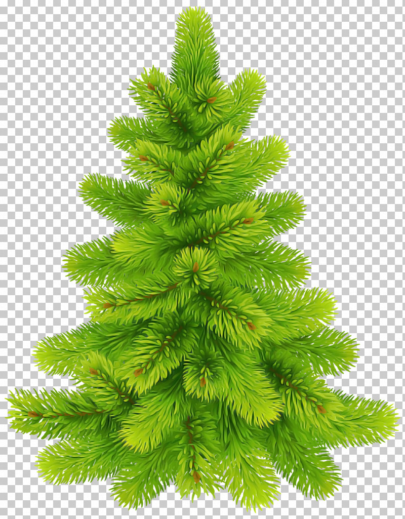 Christmas Tree PNG, Clipart, American Larch, Balsam Fir, Branch, Canadian Fir, Christmas Tree Free PNG Download