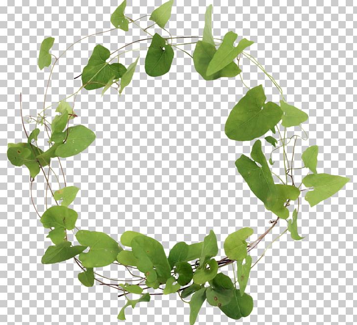 Branch Leaf Encapsulated PostScript PNG, Clipart, Branch, Circle, Desktop Wallpaper, Download, Encapsulated Postscript Free PNG Download