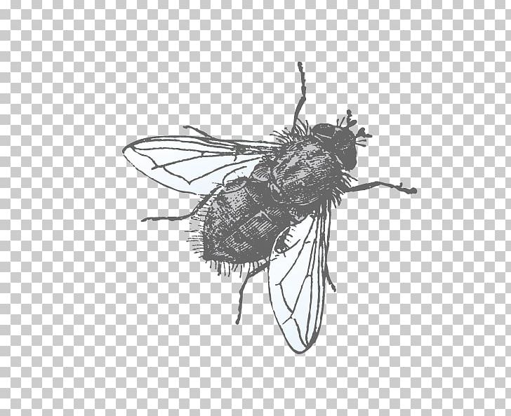 Euclidean Muscidae Illustration PNG, Clipart, Animal, Animals, Arthropod, Bee, Black And White Free PNG Download