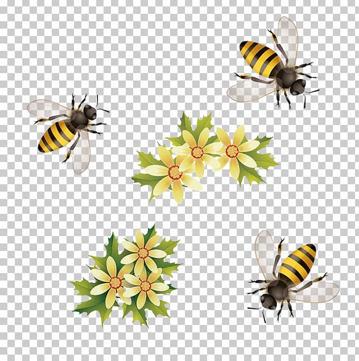 Honey Bee PNG, Clipart, Adobe Illustrator, Animation, Apidae, Arthropod, Bee Free PNG Download
