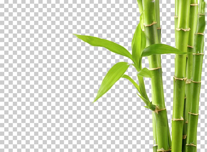 Tropical Woody Bamboos Stock Photography PNG, Clipart, Adobe Stock, Background, Bamboo, Bamboo Background, Bambu Free PNG Download