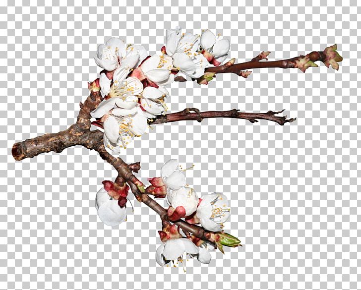 Cherry Blossom Cerasus Branch PNG, Clipart, Blossom, Blossoms, Branch, Cerasus, Cherry Free PNG Download