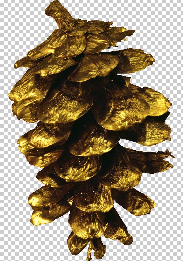 Conifer Cone Pine Computer Icons PNG, Clipart, Computer Icons, Conifer Cone, Miscellaneous, Others, Photography Free PNG Download
