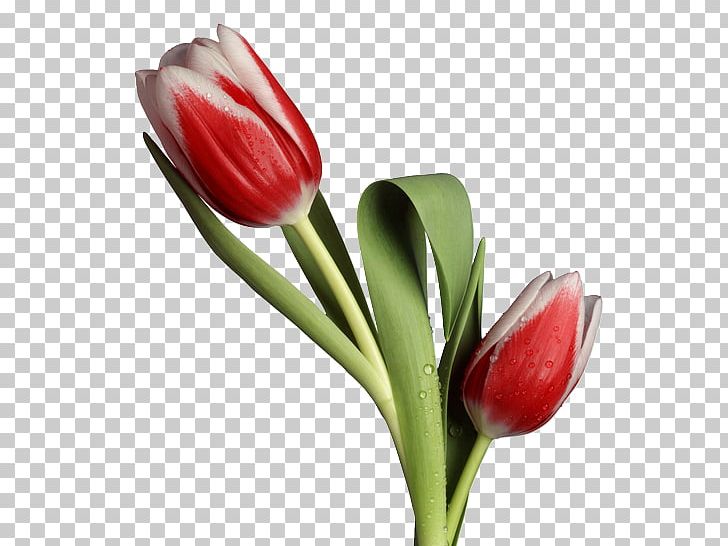 Tulip Flower Bouquet Cut Flowers PNG, Clipart, Bud, Cicek, Cicek Resimleri, Cut Flowers, Desktop Wallpaper Free PNG Download