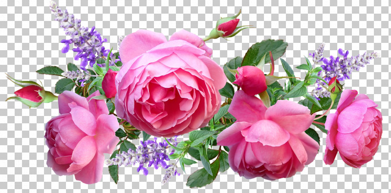 Garden Roses PNG, Clipart, Artificial Flower, Cabbage Rose, Childrens Film, Cut Flowers, Family Free PNG Download