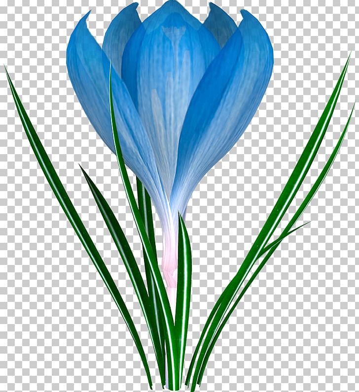 Galanthus Nivalis Flower Child Crocus Pulsatilla Patens PNG, Clipart, Blue, Blue Abstract, Blue Flower, Blue Pattern, Blues Free PNG Download