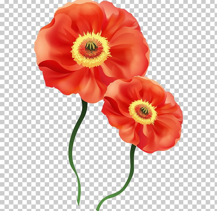 Poppy Flower Watercolor Painting PNG, Clipart, Annual Plant, Art, Canvas, Cicek, Cicek Resimleri Free PNG Download