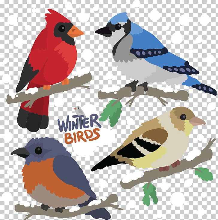 Bird Feather Winter PNG, Clipart, Beak, Bird, Bird Cage, Birds, Birds Vector Free PNG Download