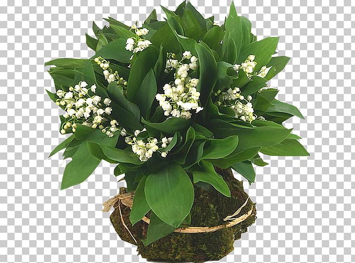 Lily Of The Valley Flower PNG, Clipart, Animation, Chomikujpl, Clip Art, Computer Icons, Data Conversion Free PNG Download