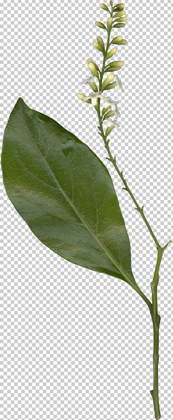 Twig Branch Plant Stem Leaf Tree PNG, Clipart, Branch, Food Drinks, Leaf, Plant, Plant Stem Free PNG Download
