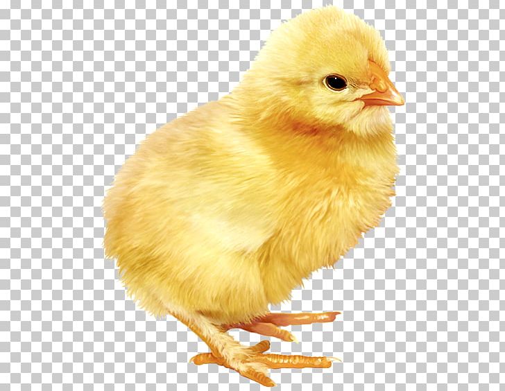 Chicken Kifaranga PNG, Clipart, Animals, Beak, Bird, Chicken, Couve Free PNG Download