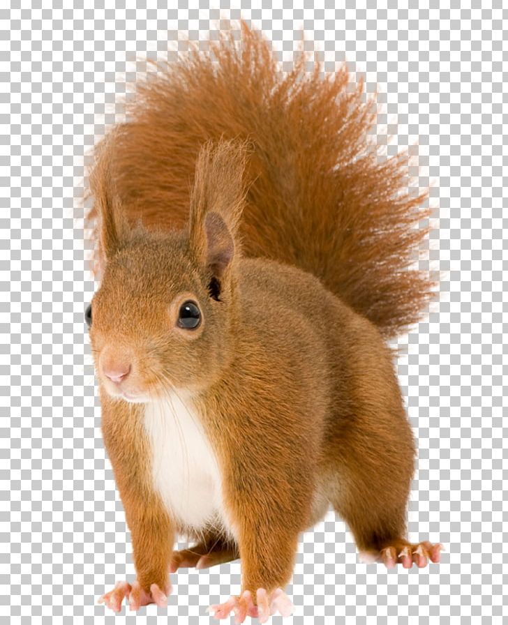 Chipmunk Red Squirrel Rodent PNG, Clipart, Animals, Chipmunk, Download, Eastern Gray Squirrel, Fauna Free PNG Download