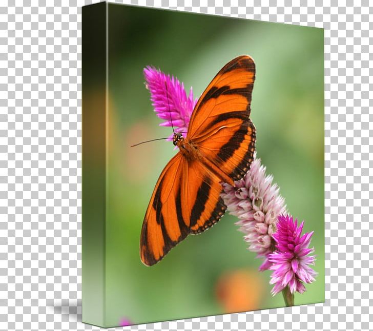 Monarch Butterfly Pieridae Lycaenidae Nymphalidae PNG, Clipart, Arthropod, Brush Footed Butterfly, Butterfly, Flower, Glossy Butterflys Free PNG Download