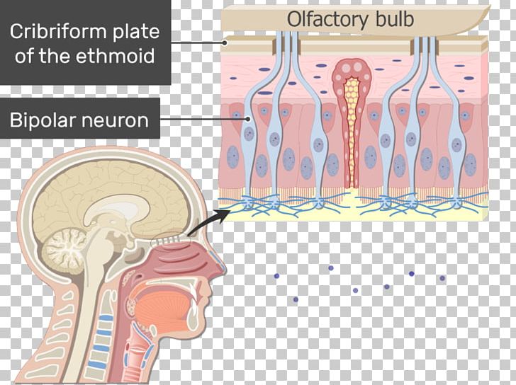 Nose Bipolar Neuron Anatomy Olfactory Receptor Neuron PNG, Clipart, Anatomy, Anatomy Of The Human Nose, Angle, Arm, Axon Free PNG Download