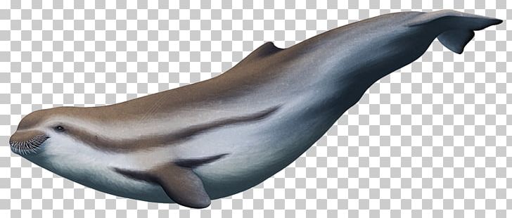 Tucuxi Porpoise Inermorostrum Xenops Cetacea PNG, Clipart, Ancient, Animal Figure, Carolina, Cetacea, Dolphin Free PNG Download