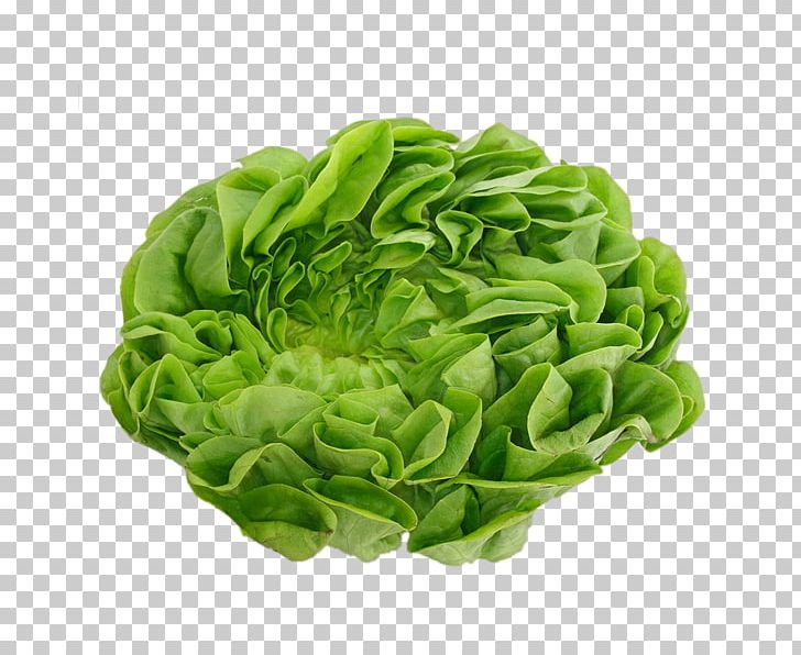 Vinaigrette Salad Capitata Group Iceberg Lettuce Rijk Zwaan PNG, Clipart, Capitata Group, Cooking, Iceberg Lettuce, Ingredient, Leaf Lettuce Free PNG Download