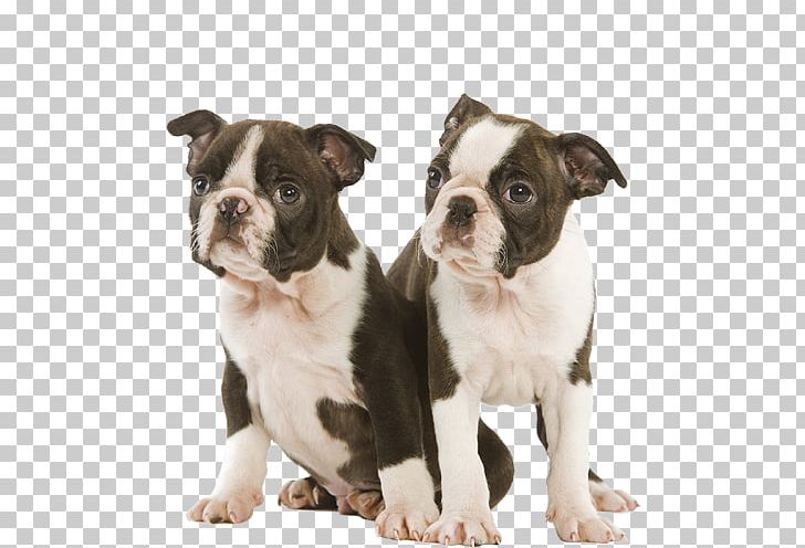 Boston Terrier Olde English Bulldogge Dorset Olde Tyme Bulldogge Toy Bulldog Valley Bulldog PNG, Clipart, Alapaha Blue Blood Bulldog, Animals, Boston Terrier, Bulldog, Carnivoran Free PNG Download