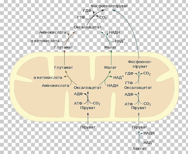 Phosphoenolpyruvic Acid Gluconeogenesis Lactic Acid Metabolism PNG, Clipart, Acetylcoa, Area, Biochemistry, Coenzyme A, Dehydrogenase Free PNG Download