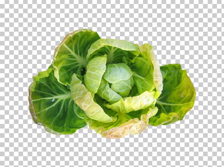 Romaine Lettuce Brussels Sprout Vegetarian Cuisine Vegetable Red Leaf Lettuce PNG, Clipart, Brussels Sprout, Cabbage, Chard, Collard Greens, Cruciferous Vegetables Free PNG Download
