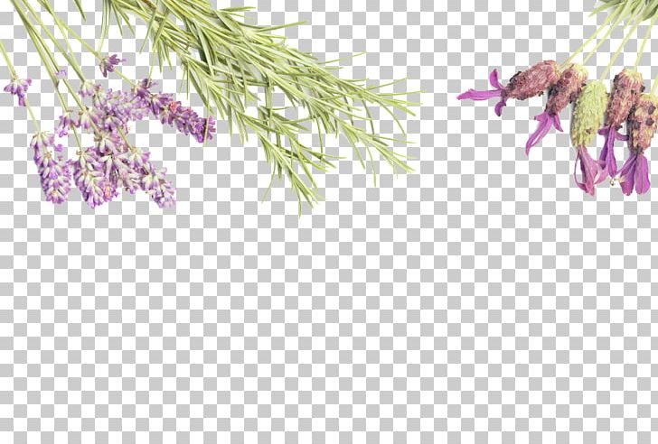 Essential Oil Young Living Lavender Oil Lotion PNG, Clipart, Aroma, Aroma Compound, Aromatic, Branch, Buckle Free PNG Download