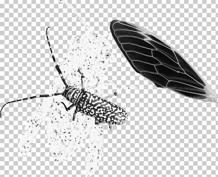 Net-winged Insects Butterfly Pollinator PNG, Clipart, Animals, Arthropod, Black And White, Butterflies And Moths, Butterfly Free PNG Download