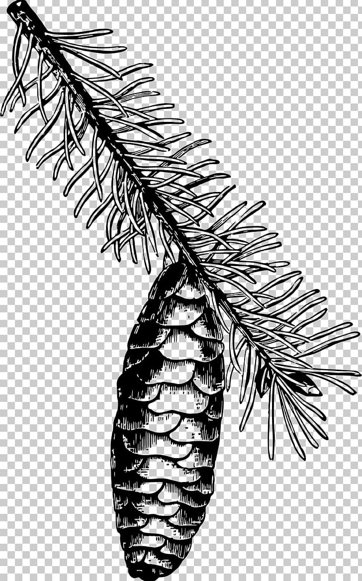 Norway Spruce Sitka Spruce Fir PNG, Clipart, Black And White, Branch, Clip Art, Conifer Cone, Drawing Free PNG Download