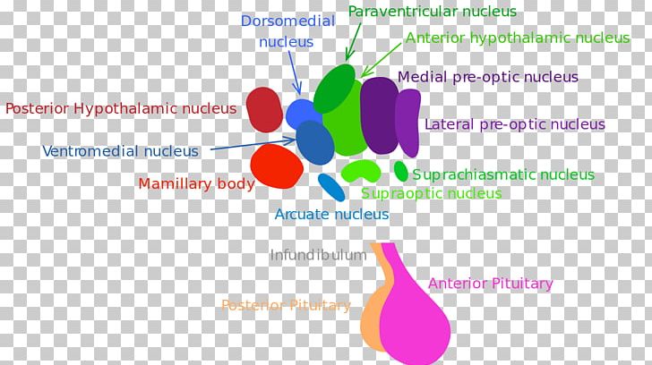 Paraventricular Nucleus Of Hypothalamus Arcuate Nucleus Pituitary Gland Anatomy PNG, Clipart, Anatomy, Area, Biology, Brand, Communication Free PNG Download