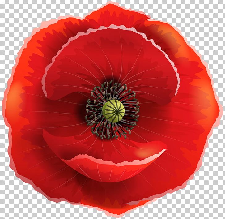 Poppy Flowers PNG, Clipart, Armistice Day, Bud, Clip Art, Clipart, Common Poppy Free PNG Download