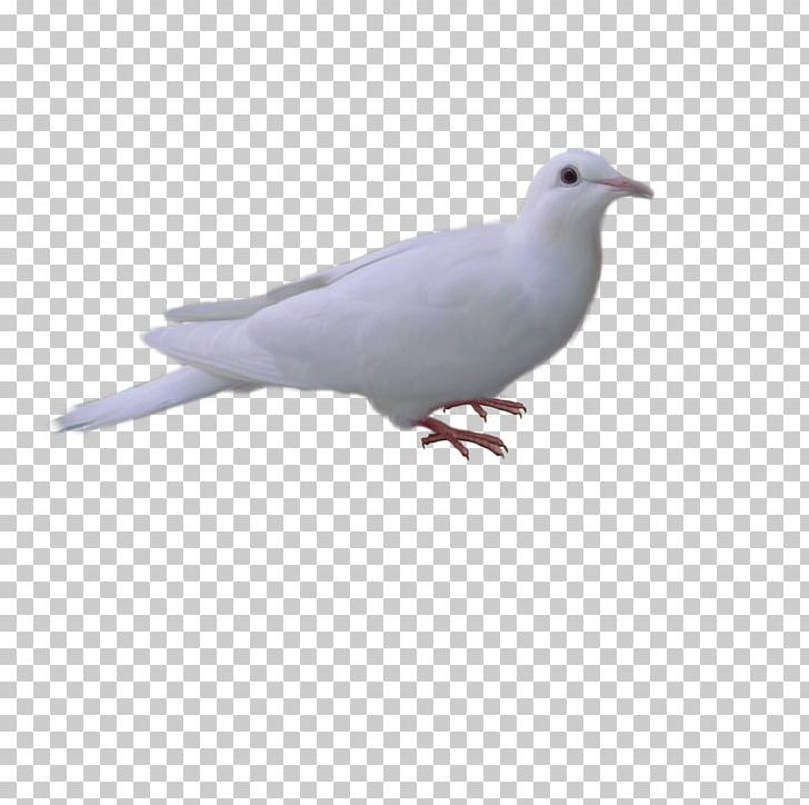 Stock Dove Domestic Pigeon Fauna Beak Feather PNG, Clipart, Animals, Beak, Bird, Domestic Pigeon, Fauna Free PNG Download
