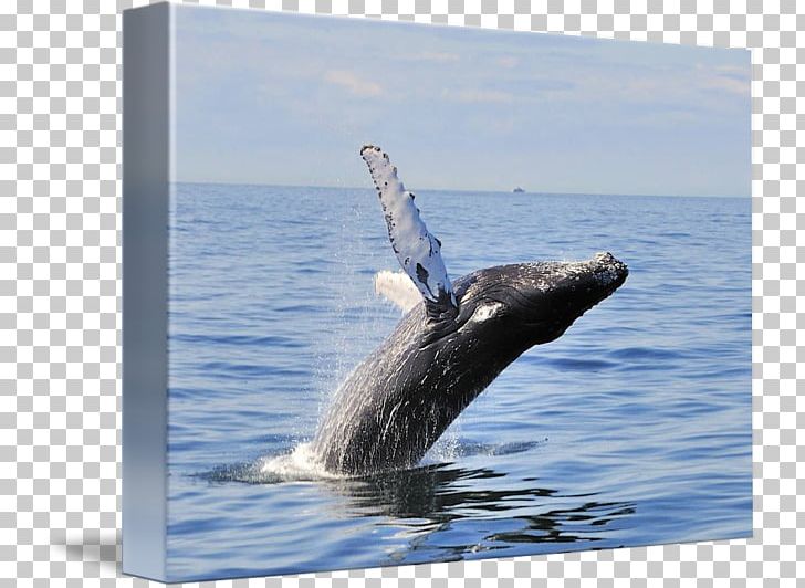 Humpback Whale Gray Whale Cetacea Inlet PNG, Clipart, Cetacea, Gray Whale, Grey Whale, Humpback Whale, Inlet Free PNG Download