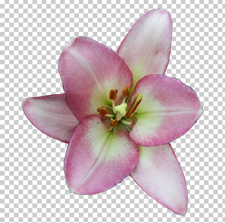 Lilium Digital Daylily PNG, Clipart, Daylily, Digital Image, Drawing, Film, Flower Free PNG Download