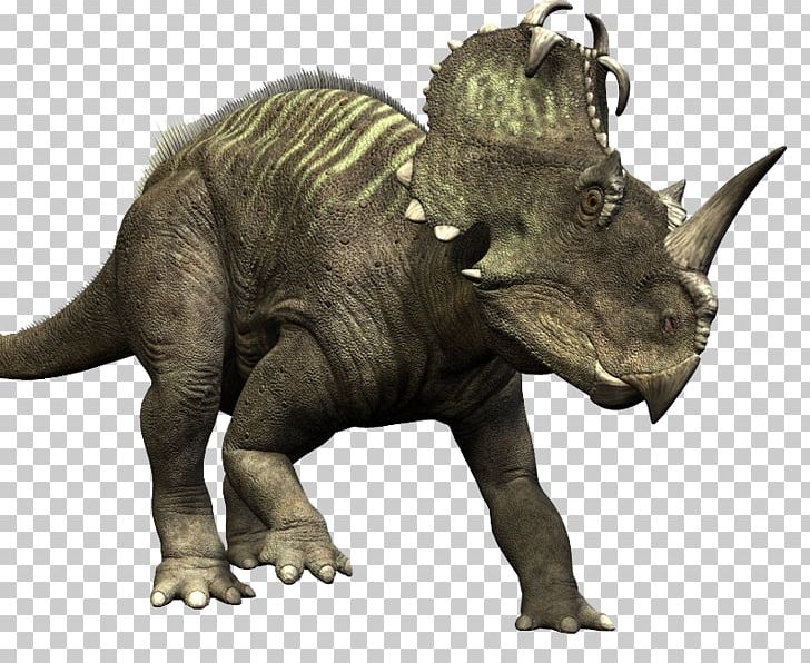 Medusaceratops Ceratopsia Late Cretaceous Albertaceratops PNG, Clipart, Centrosaurus, Ceratops, Ceratopsia, Ceratopsidae, Cretaceous Free PNG Download