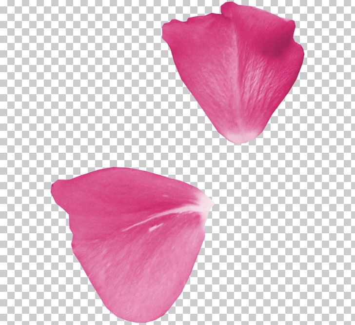 Petal Garden Roses Flower PNG, Clipart, Cherry Blossom, Desktop Wallpaper, Flower, Garden Roses, Information Free PNG Download