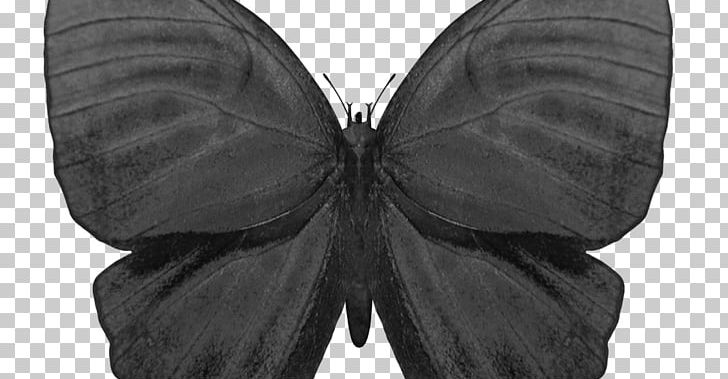Butterfly Pollinator Insect Autumn Flower PNG, Clipart, Autumn, Black, Black And White, Butterflies And Moths, Butterfly Free PNG Download