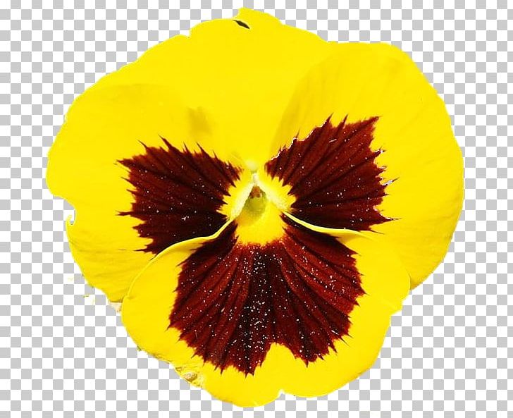 Pansy PNG, Clipart, Fine, Flower, Flowering Plant, Orange, Others Free PNG Download