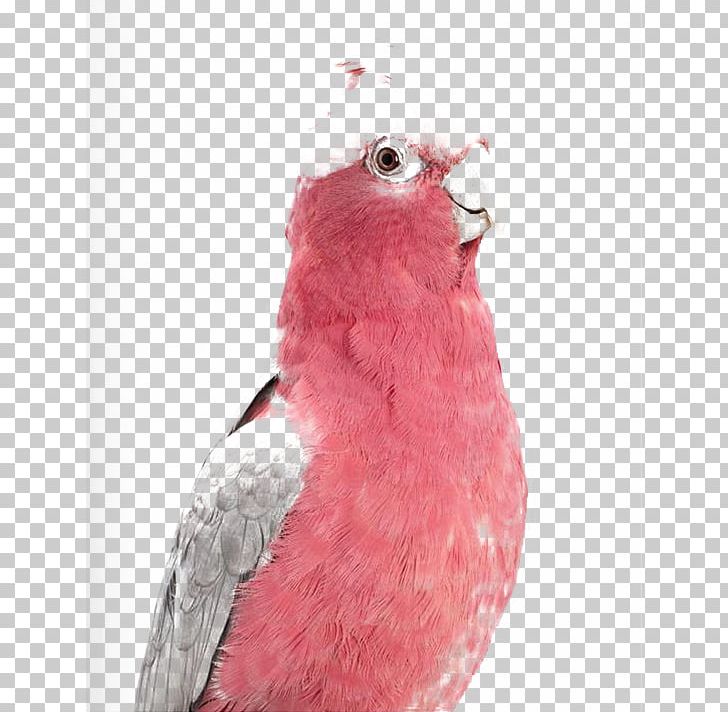 Bird Budgerigar Cockatoo Galah Parakeet PNG, Clipart, Animal, Animals, Beak, Bird, Bourkes Parrot Free PNG Download
