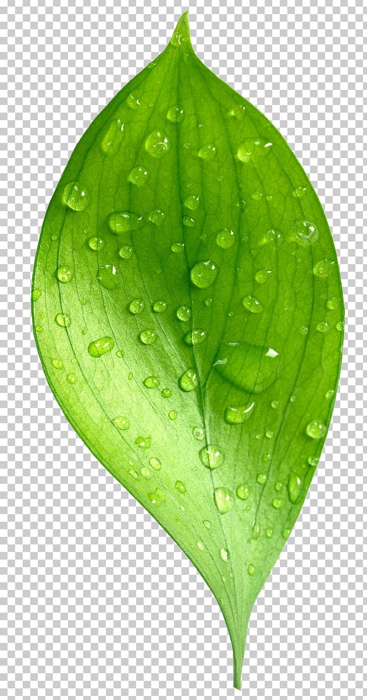 Leaf Dew Natural Environment Drop PNG, Clipart, Data, Dew, Dimension, Download, Drop Free PNG Download